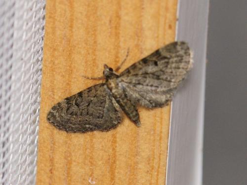 Eupithecia sp.